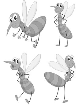 Mosquito in four different poses