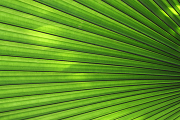 Texture of Green palm Leaf - Powered by Adobe