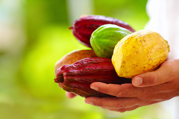 man holding the different sorts of colorful cocoa pods in hands