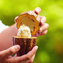 man holding a cutted cocoa pod with beans inside