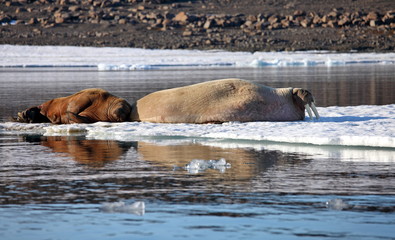 Walrus cow with cub on ice floe
