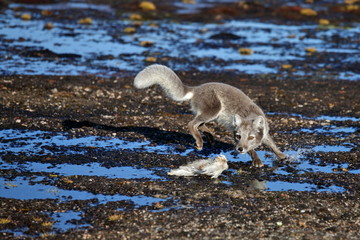 Arctic fox in summer season 