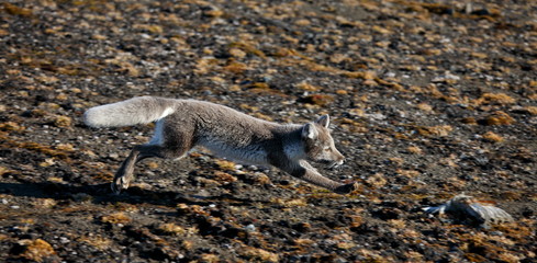 Arctic fox in summer season 