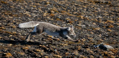 Fototapeten Arctica Polarfuchs in der Sommersaison  © Vladimir Melnik