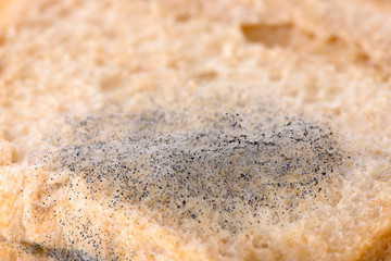 macro image of mold on a bread