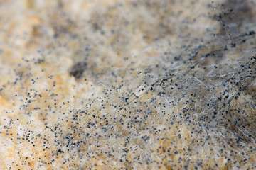 macro image of mold on a bread