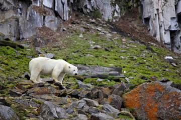 Fototapeta na wymiar Polar bear in summer Arctic - Franz Josef Land