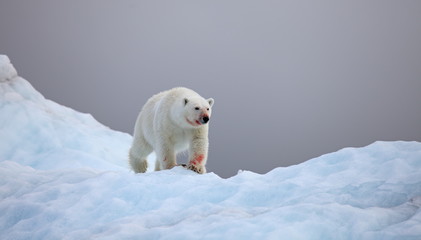 Polar bear in natural environment 