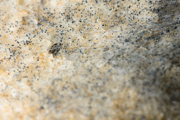 macro image of mold on a bread