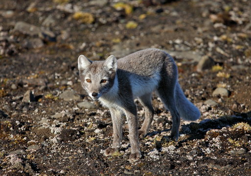 Arctic fox in summer season 