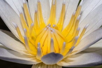 Beautiful white lotus close up
