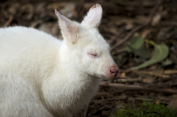 Naklejka na ściany i meble albino wallaby