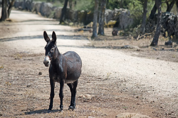 front view of a dark donkey in the countryside