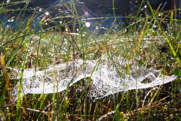 cobweb in grass