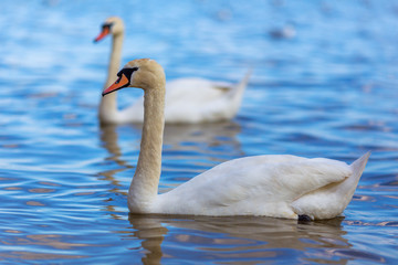 Swans on the lake