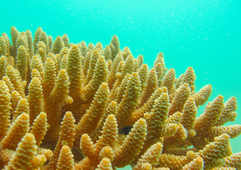 Staghorn coral, Acropora millepora