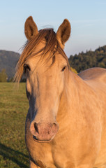 Cheval