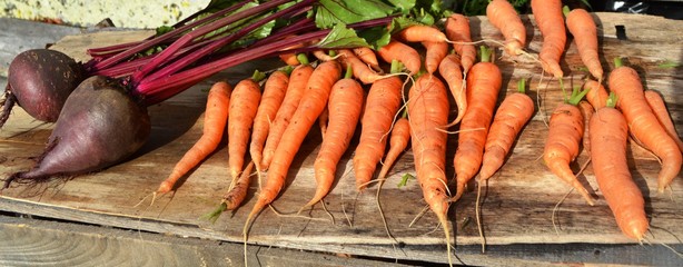 урожай .дача.свекла и морковь.