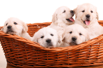 Five sweet golden retriever puppies in wicker basket