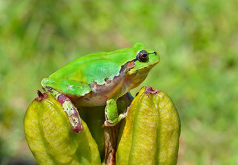 Hyla (tree toad) 20