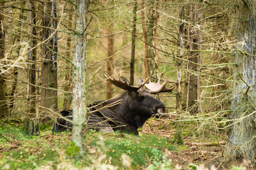 Moose (Alces alces)