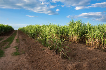 Fototapeta na wymiar sugar cane field
