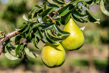 Reife Birnen in den Feldern von Mainz Drais
