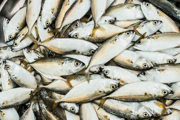 fresh fish at market on sale