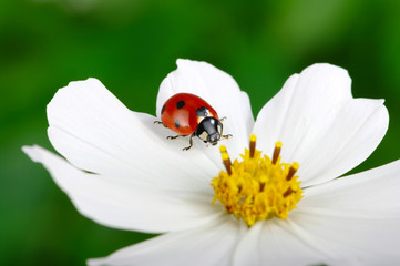 Ladybug