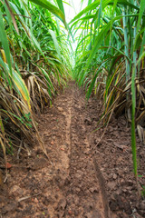 sugar cane field