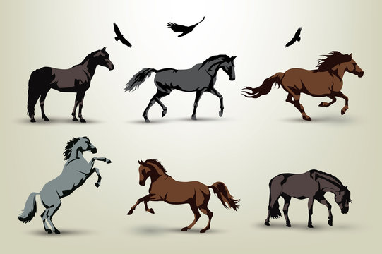 Horse illustrations