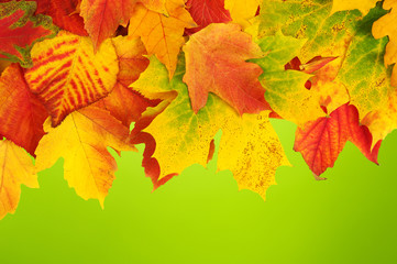 autumn leaves background
