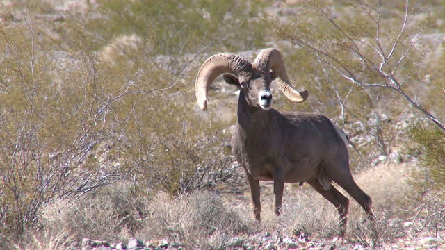 Big Horn Sheep Ram