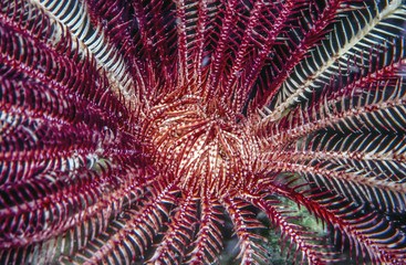 crinoid