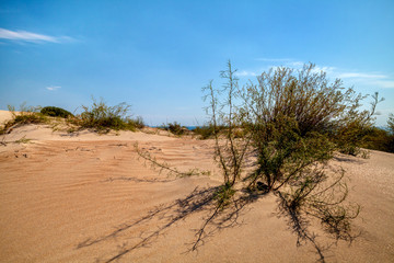 Растения в дюнах
