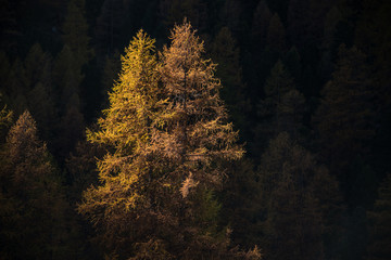 verfärbter Lärchenwald im Herbst © typofafer