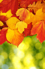 autumn leaves background