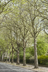 Fototapeta premium Falkner Square; Liverpool; England