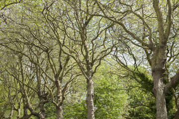 Falkner Square; Liverpool; England