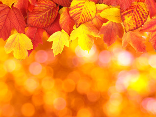  branch with autumn leaves