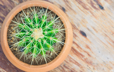 Fototapeta na wymiar Cactus in flower pot on wood table