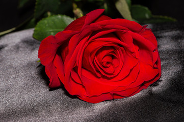 Rosa rossa su sfondo scuro