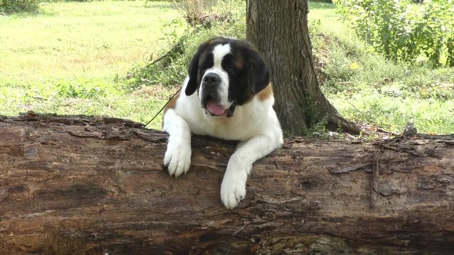 Dog breed St. Bernard resting outdoors