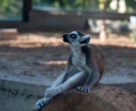 lemur