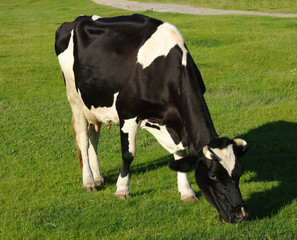 Cow