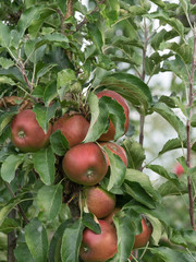Rote Äpfel am Baum