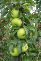 Grüner Apfel am Baum