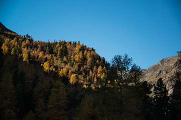 verf&auml;rbter L&auml;rchenwald im Herbst
