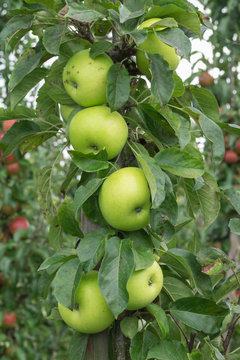 Gr&uuml;ner Apfel am Baum