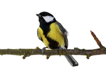 Obraz premium great tit